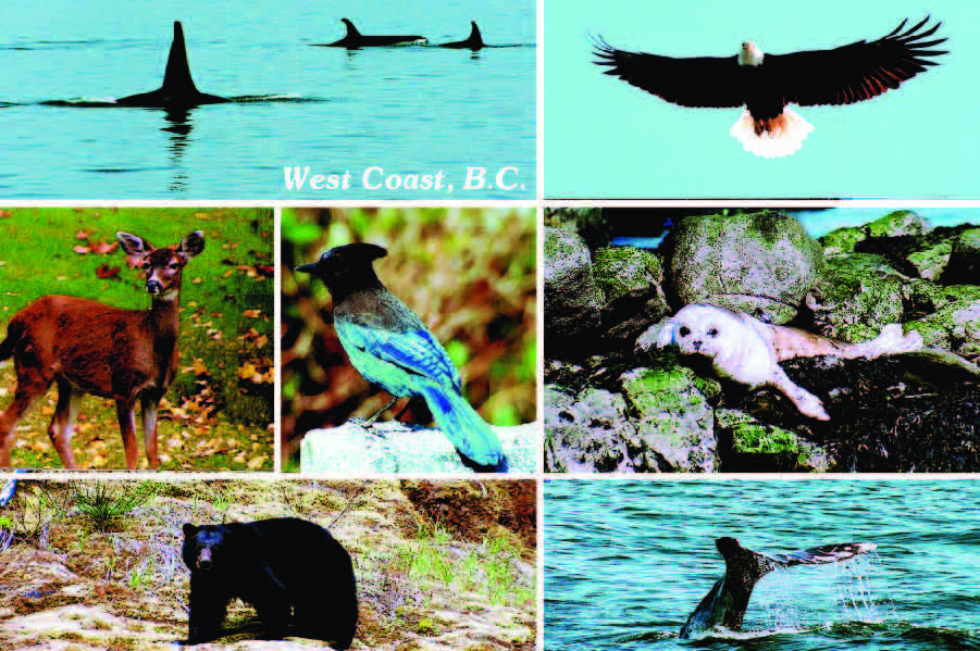MA621 /Mag03 West Coast Animal Multi