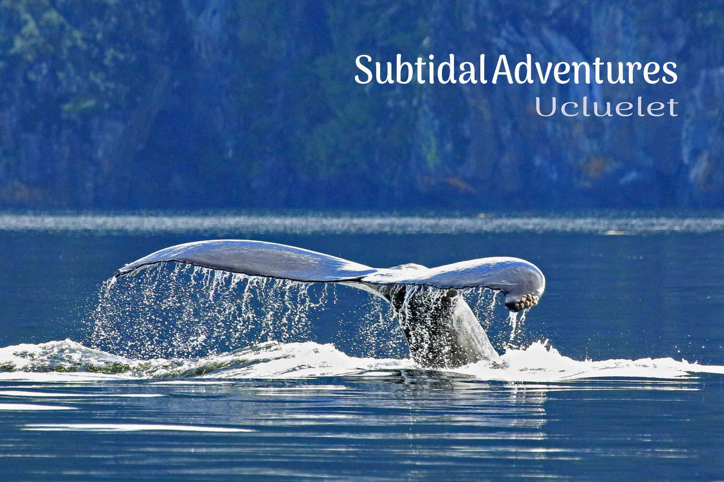 MD717 Humpback fluke -Subtidal Adventures