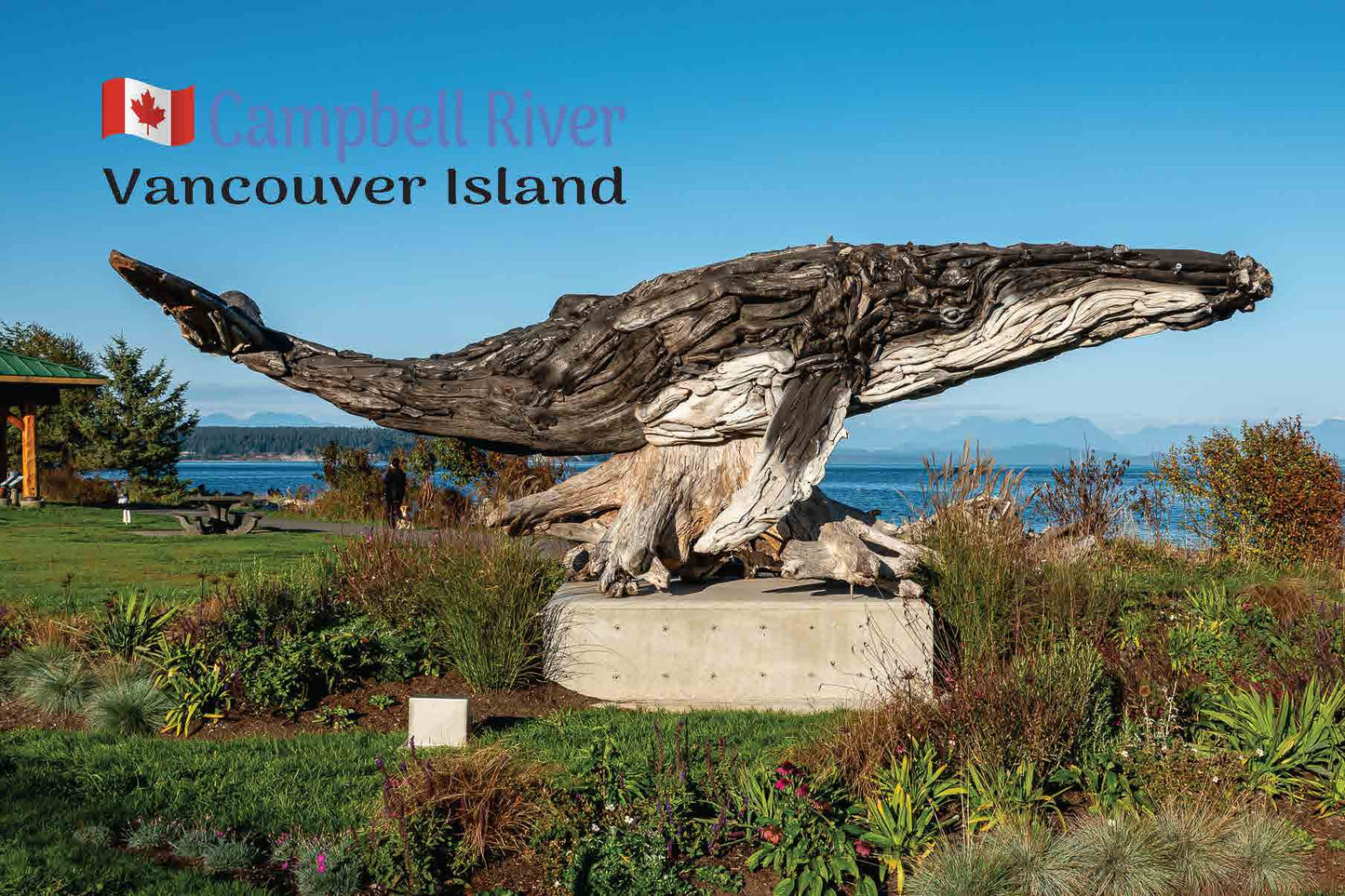MH210 Drfitwood whale, Campbell River