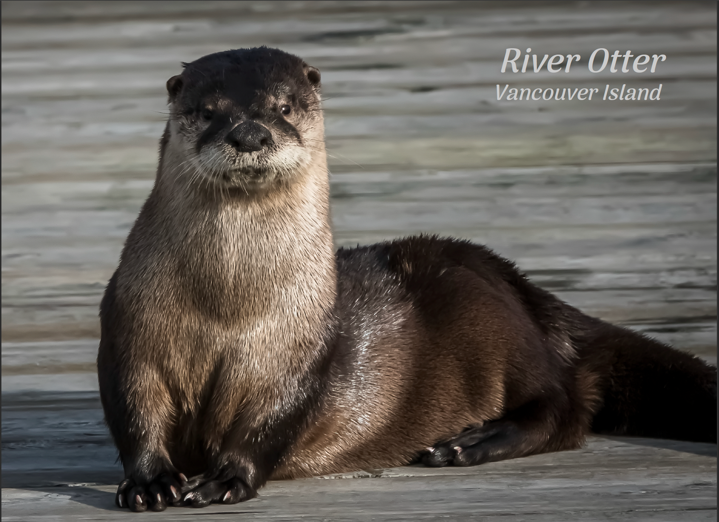 PA660 River Otter