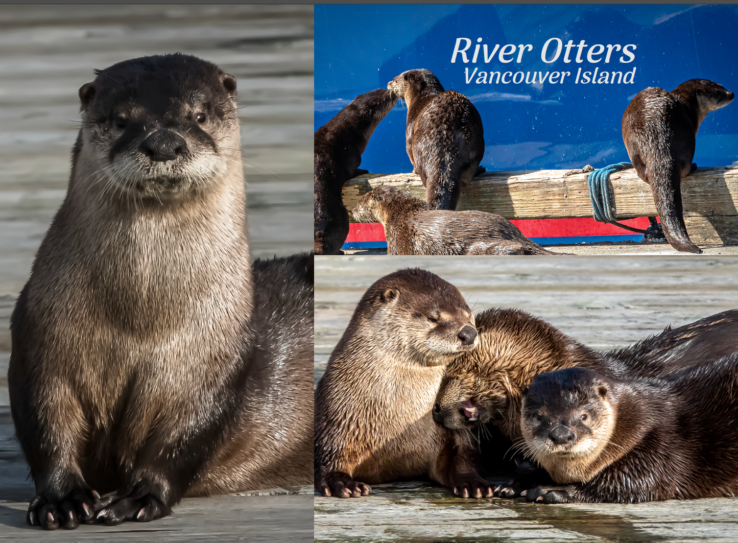 PA690 Otters multi