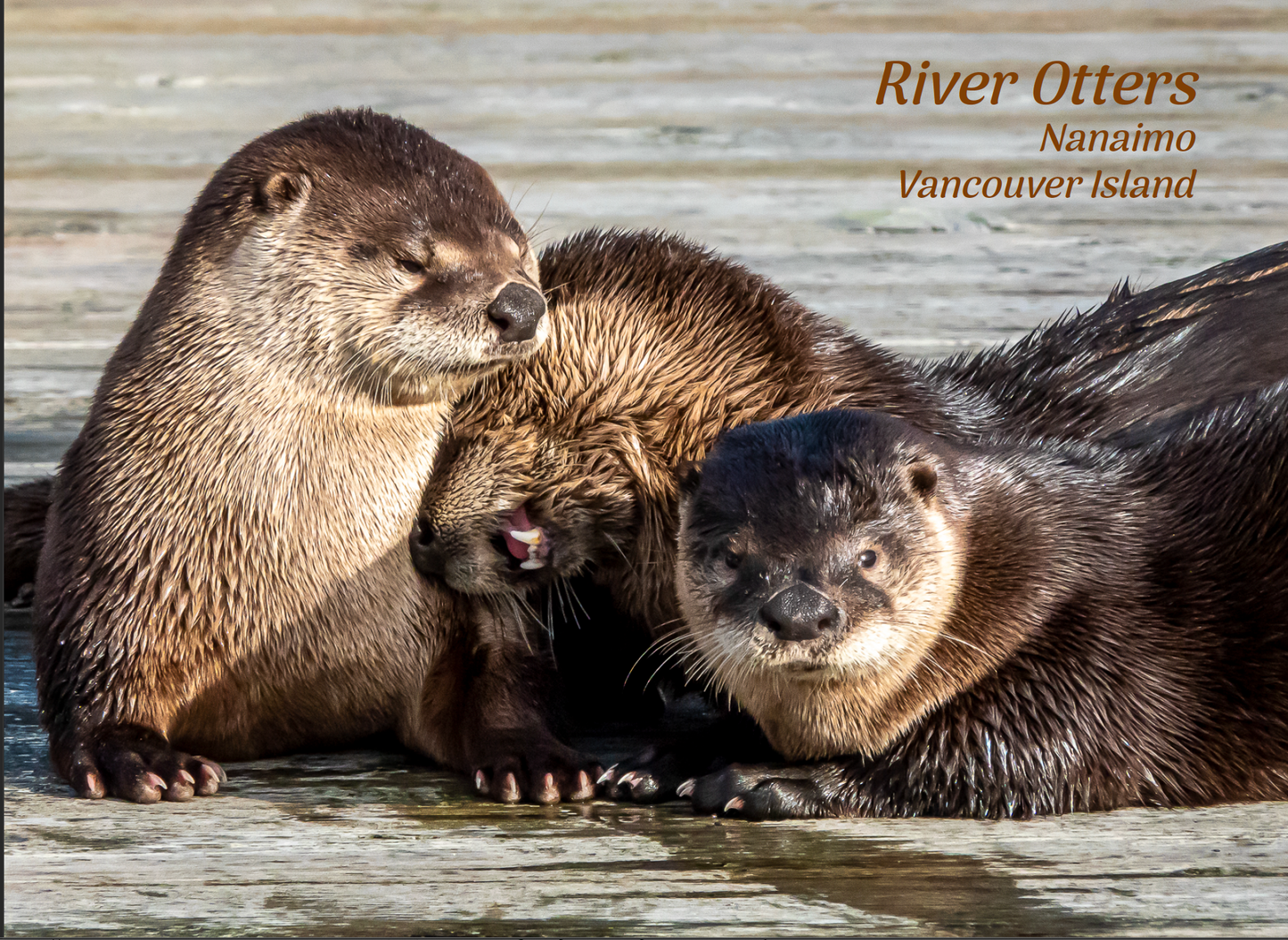 PN661 River Otters