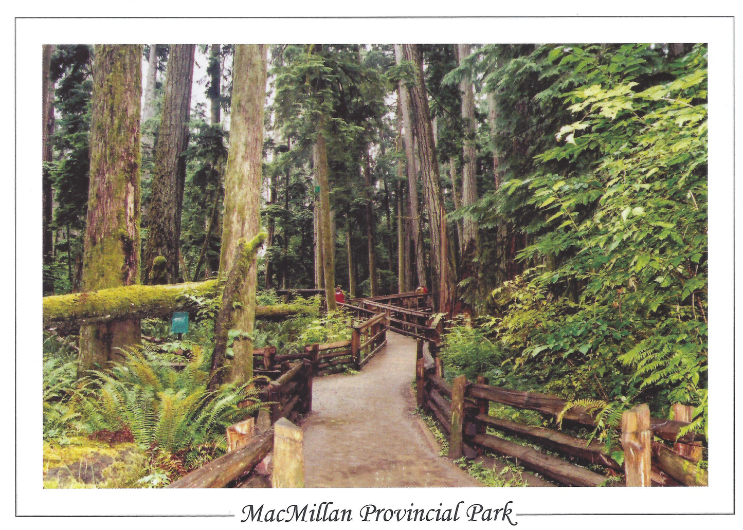 AE027 /AC27 Cathedral Grover, MacMillan Provincial Park