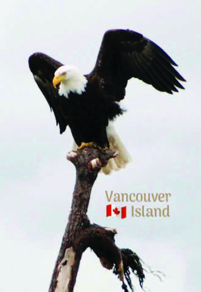 MA612 /Mag12 Bald Eagle