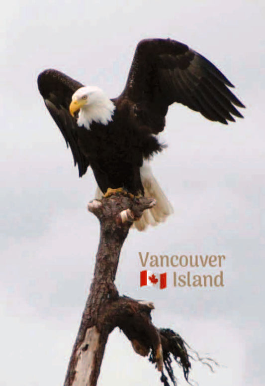 MA612 /Mag12 Bald Eagle