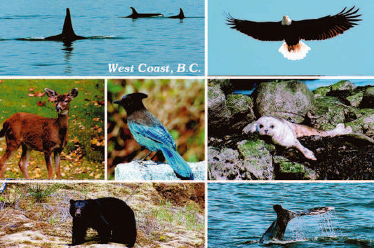 MA621 /Mag03 West Coast Animal Multi