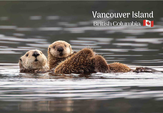 MA640 Sea Otters