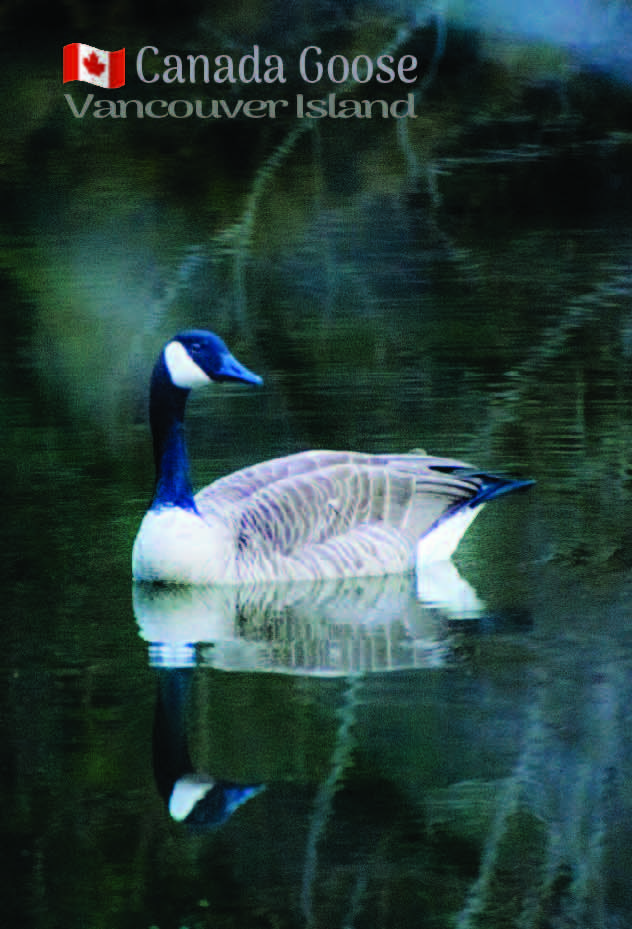 MA683 Canada Goose