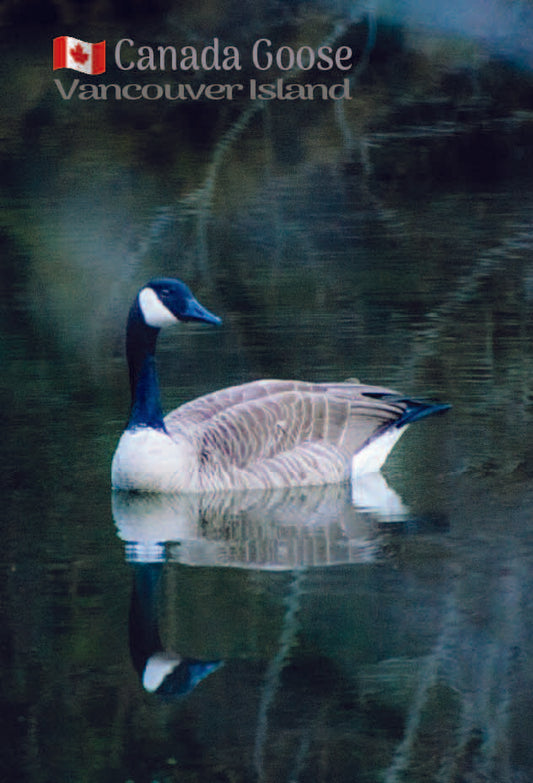 MA683 Canada Goose