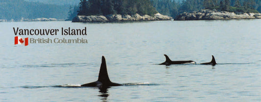MA919 /PM10 Whales