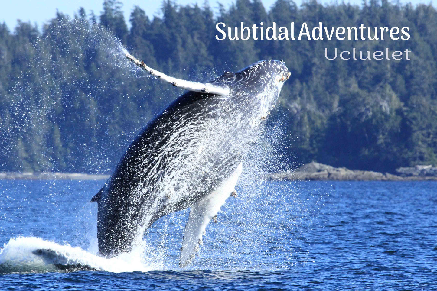 MD718 Humpback Whale breach - Subtidal Adventures