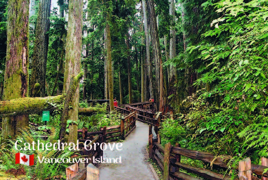 ME011 /Mag34 Cathedral Grove