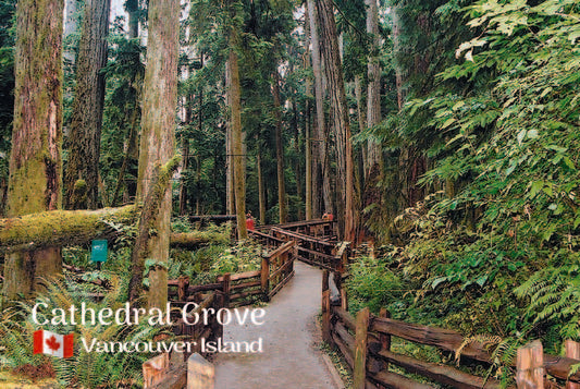 ME011 /Mag34 Cathedral Grove