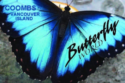 MF700 Butterfly World Blue Morpho