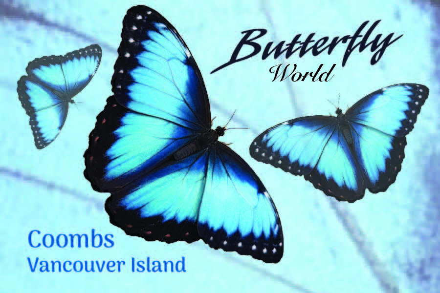 MF701 Butterfly World - 3 butterfly