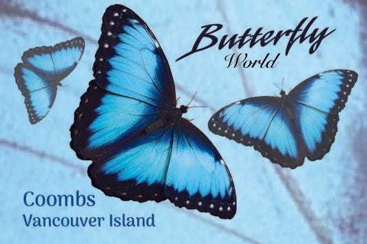 MF701 Butterfly World - 3 butterfly