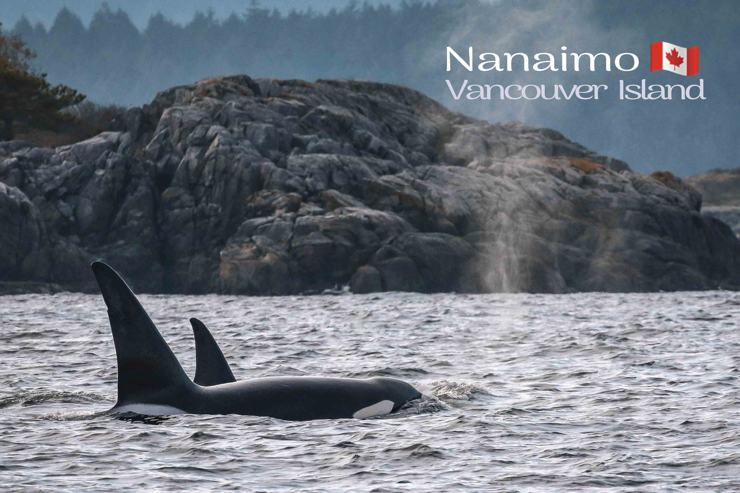 MN662 Coastal Orcas
