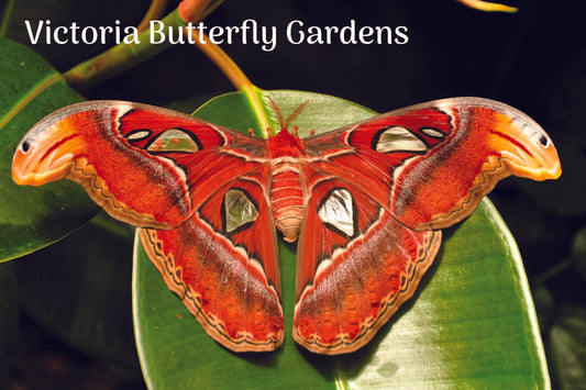 MU656 /BG05 Butterfly Gardens