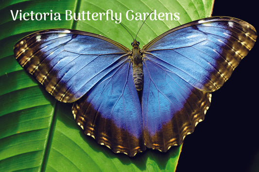 MU659 /BG01 Butterfly Garden - Blue Morph