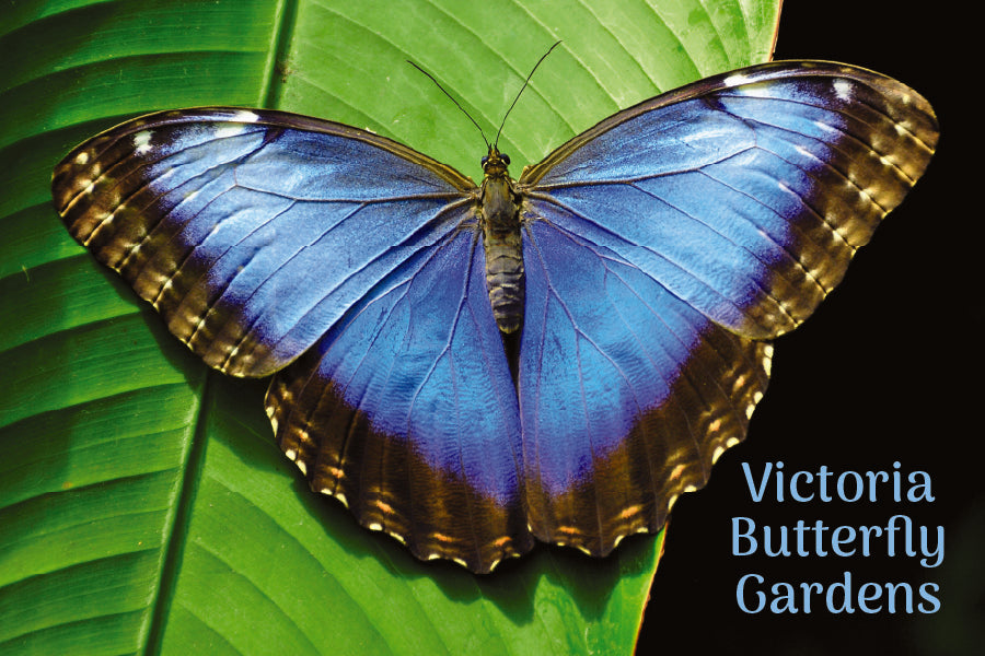 MU659 Butterfly Garden - Blue Morph