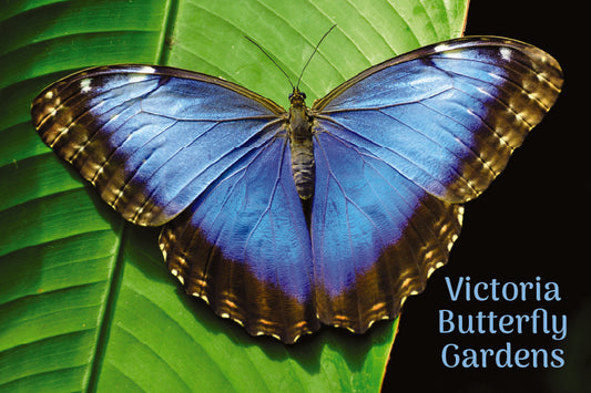 MU659 Butterfly Garden - Blue Morph