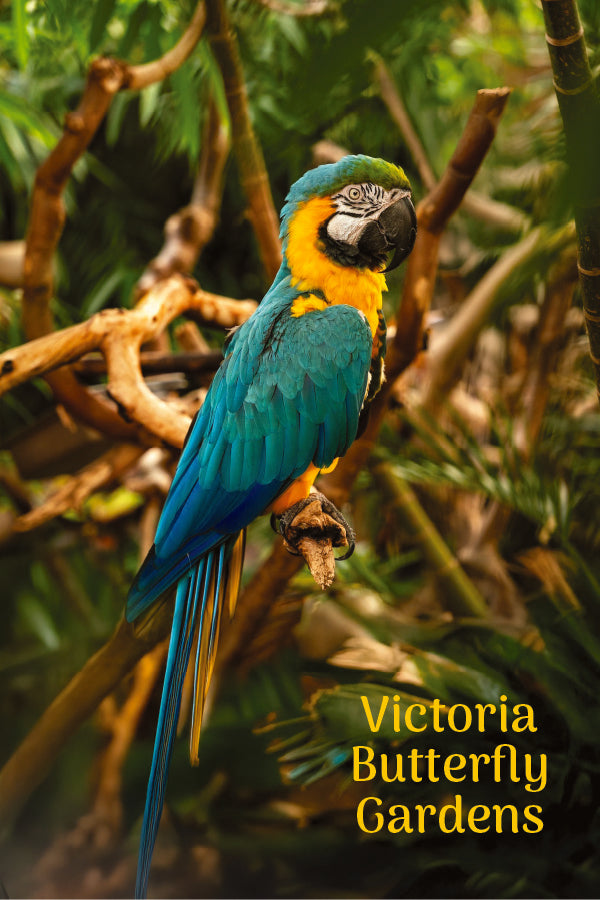 MU670 Butterfly Garden - Macaw