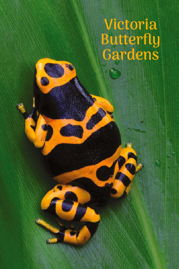 MU671 Butterfly Garden - Yellow Dart Frog