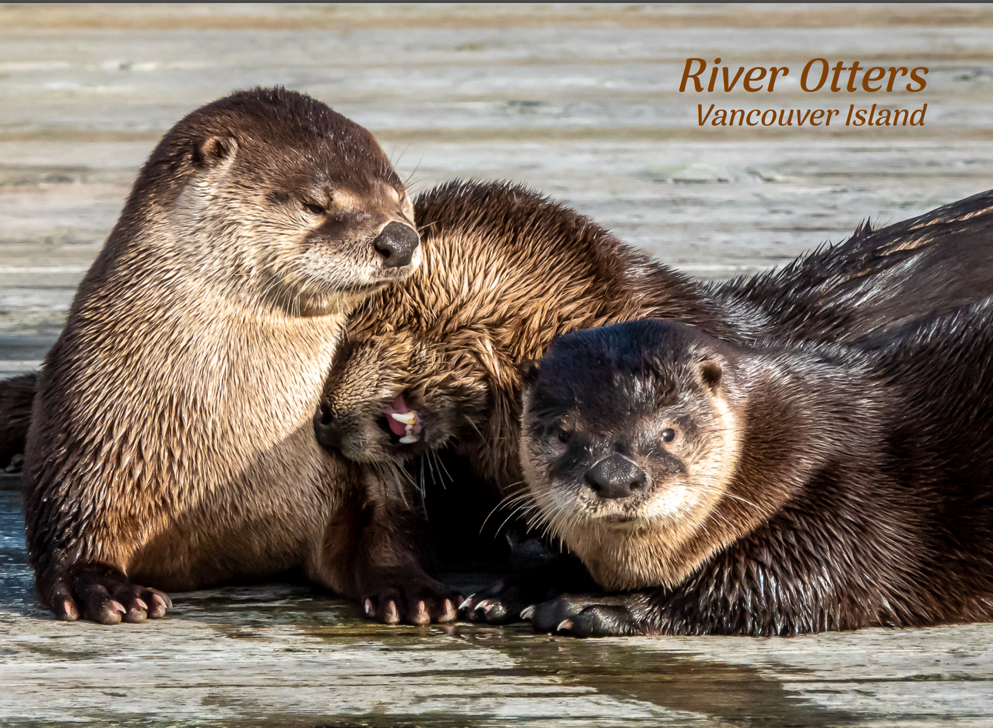 PA661 River Otters