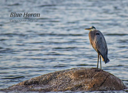 PA680 Blue Heron