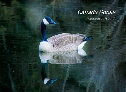 PA683 Canada Goose