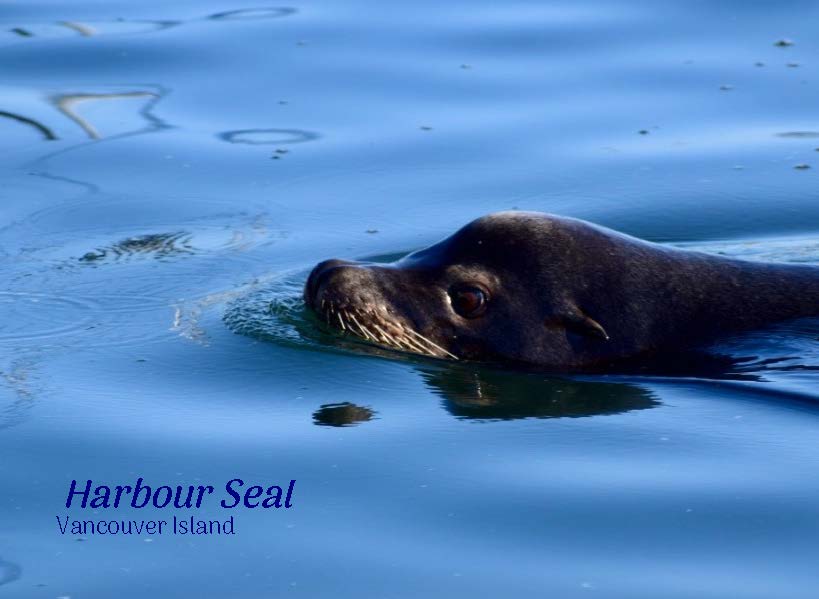 PA685 Harbour Seal