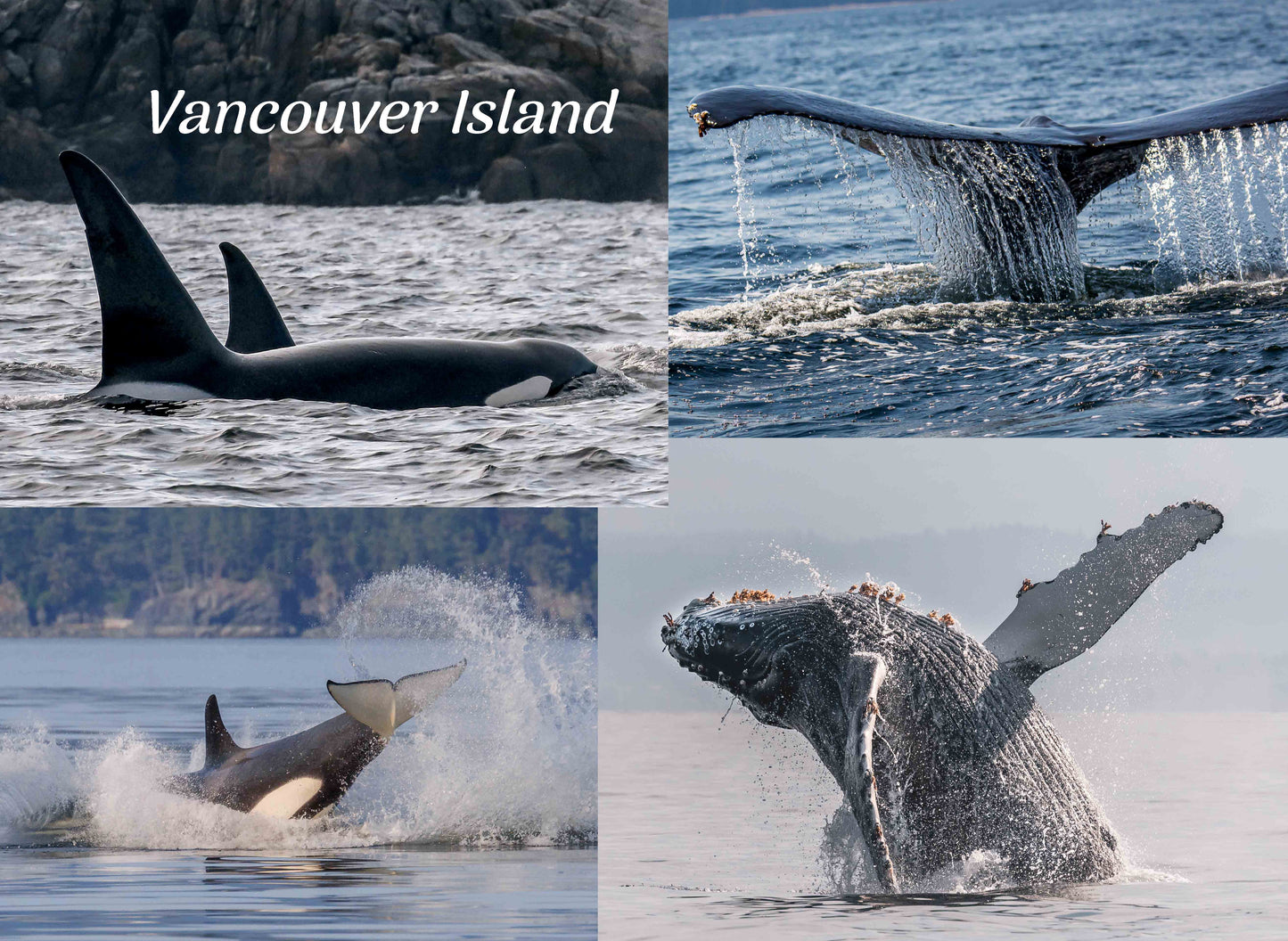 PA795 Whales mullti