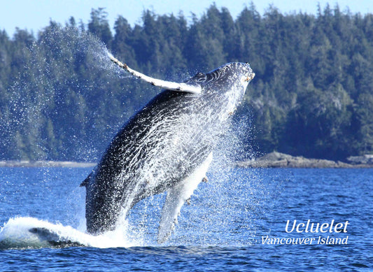 PD618 Humpback breach