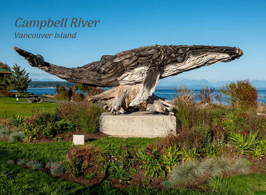 PH210 Driftwood Humpback Whale