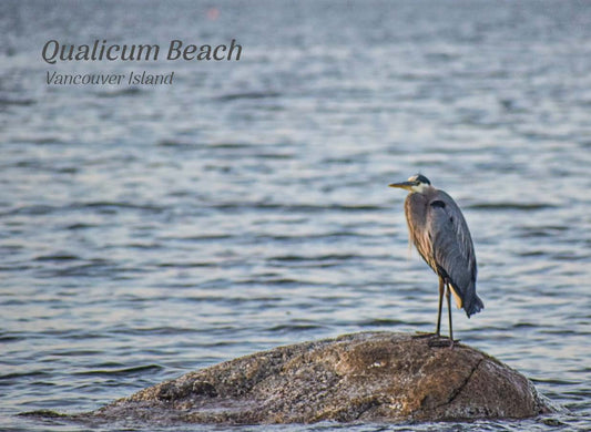 PL680 Blue Heron