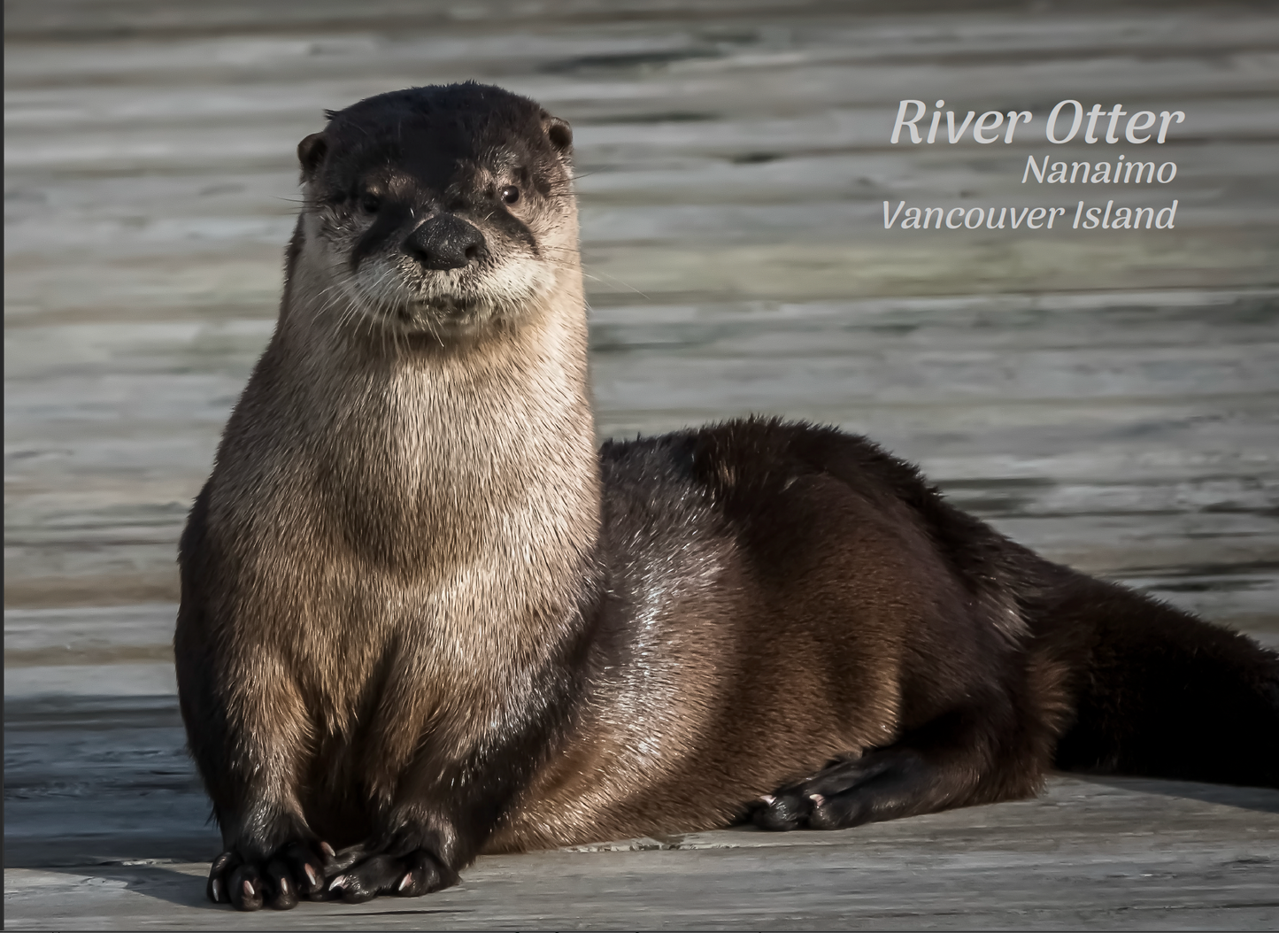 PN660 River Otter