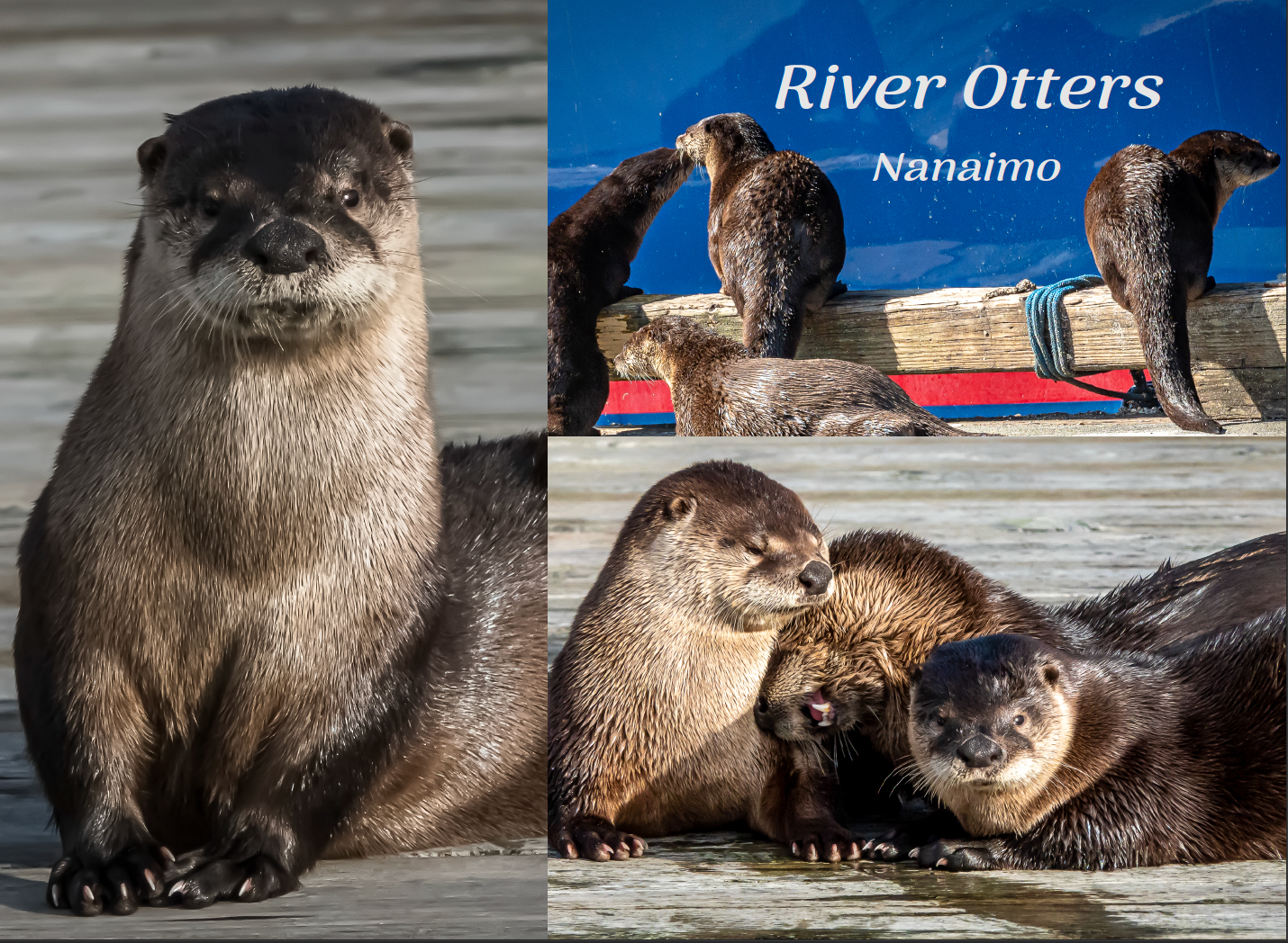 PN690 River Otters multi