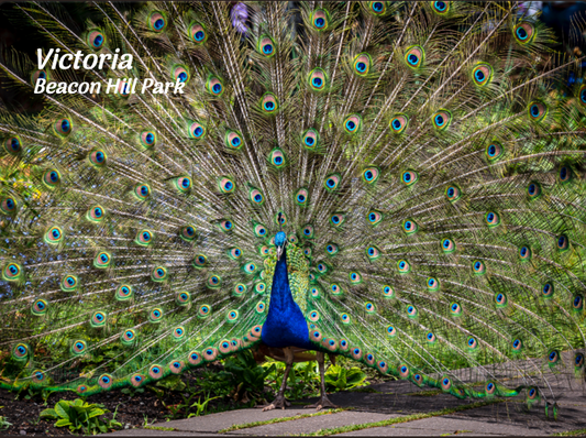 PS612 Beacon Hill Peacock