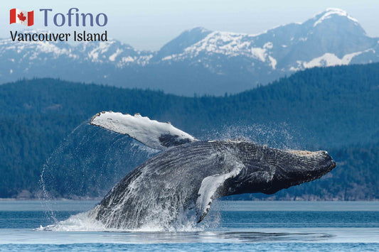 MC645 Humpback Jump, Tofino