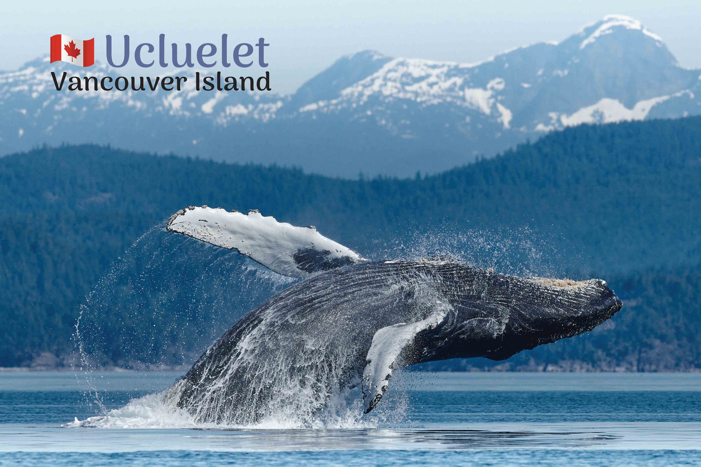 MD645 Humpback Jump, Ucluelet