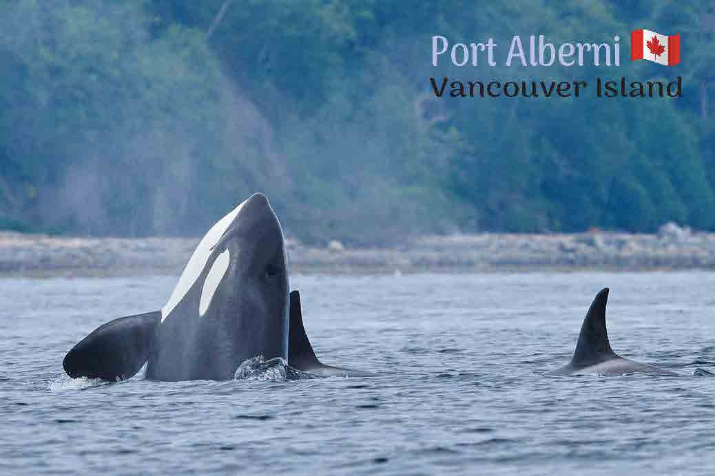 ME641 Orca, nose in the air, PA – VanIsleBrands