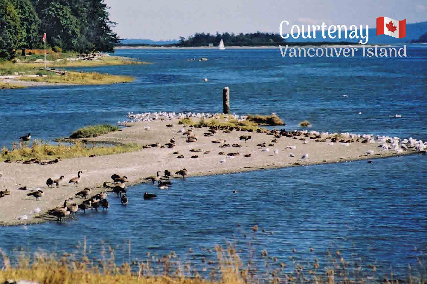 MI015 Courtenay beach