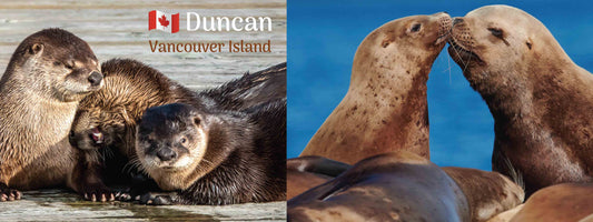 MQ918 Sea animals Duncan