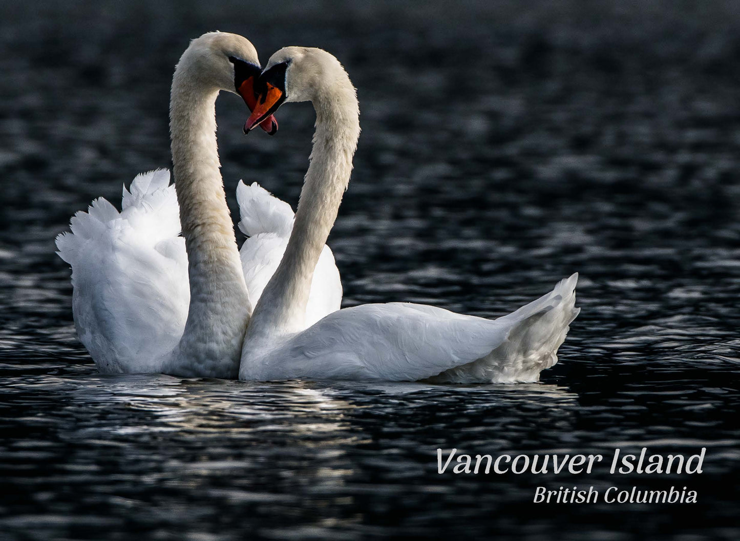 PA610 Swans