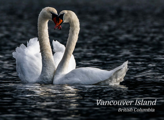 PA610 Swans