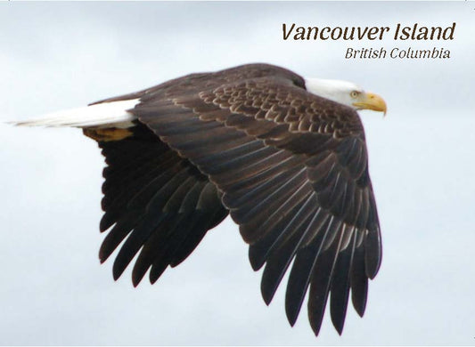 PA612 /P257 Bald Eagle