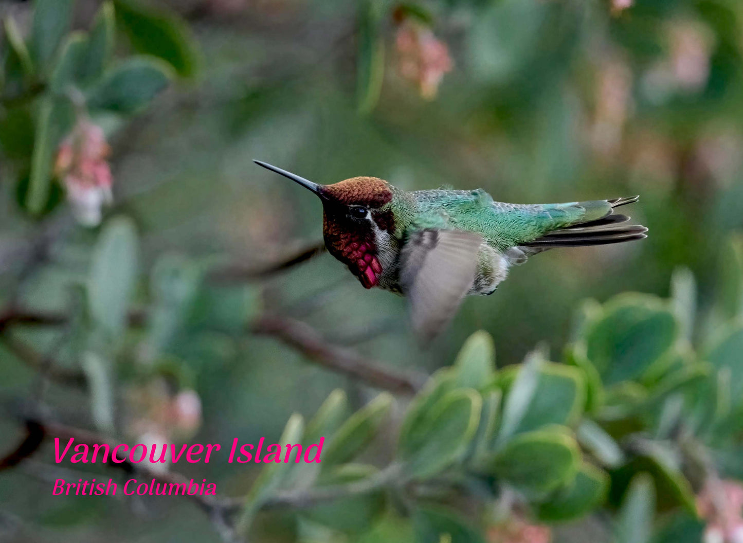 PA614 Anna's Hummingbird