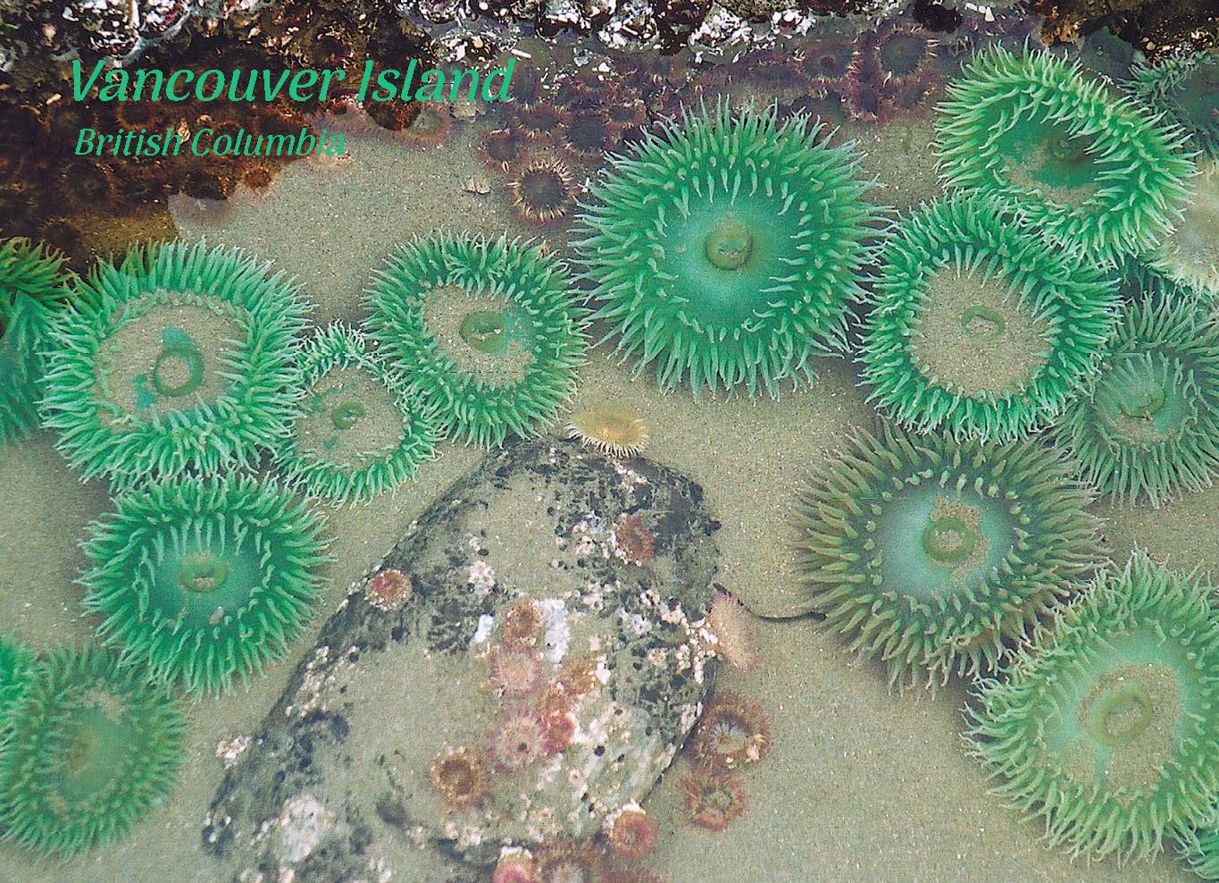 PA622 /P133 Sea Anemones