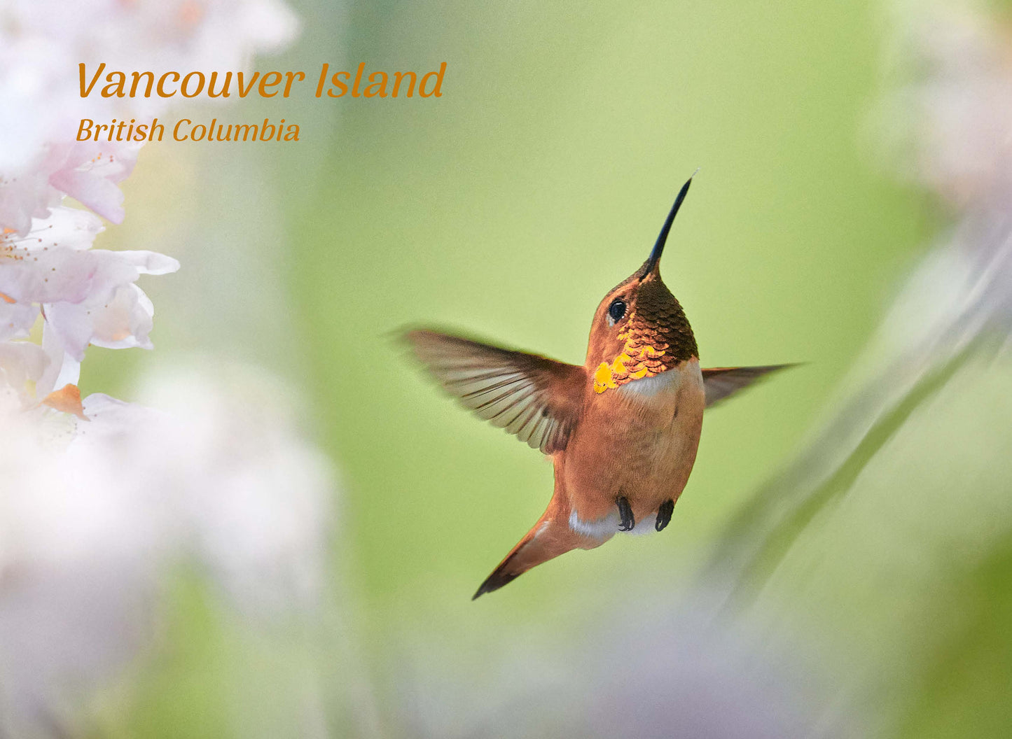 PA630 Rufous Hummingbird