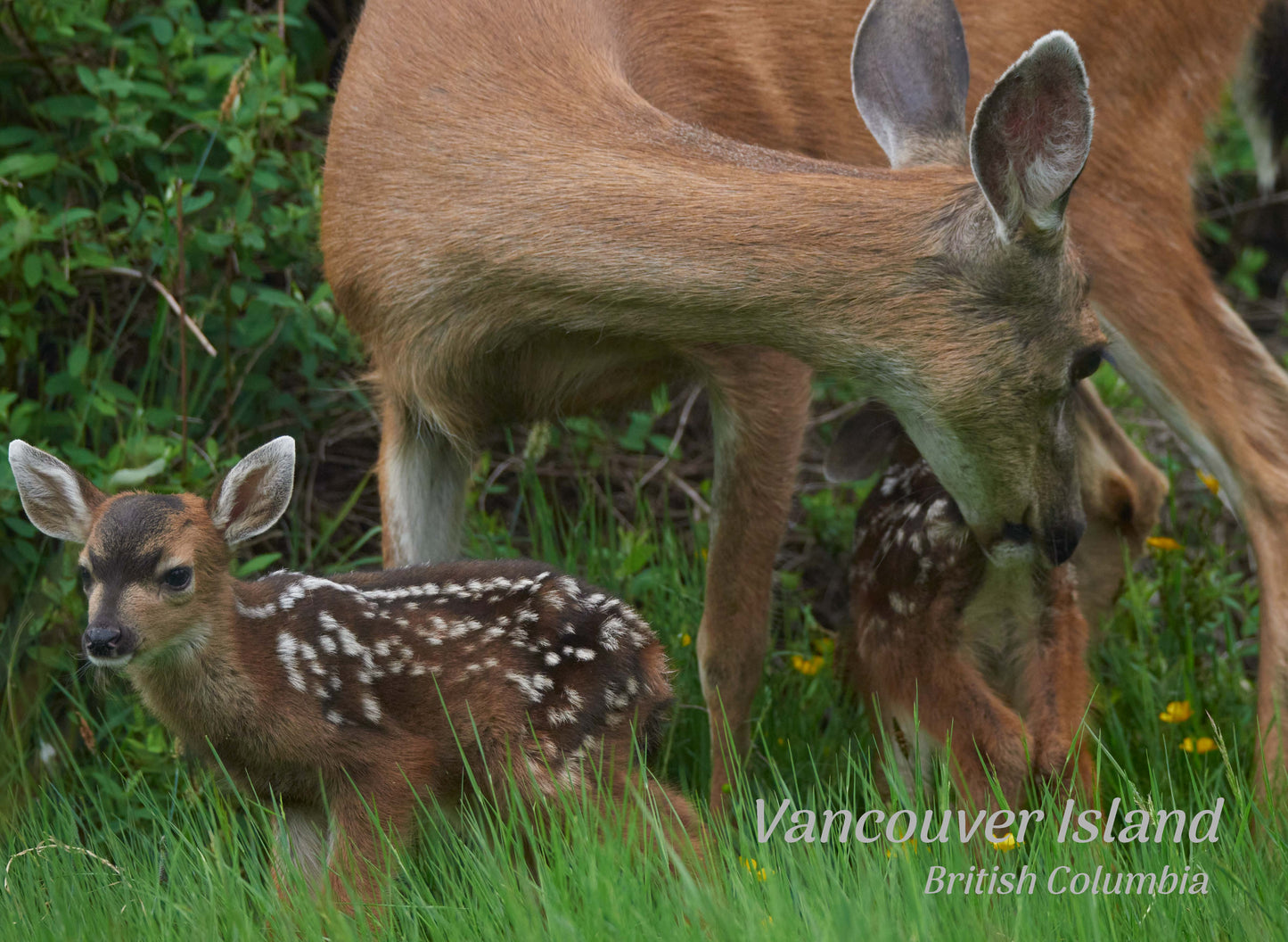 PA631 Deer & Fawns